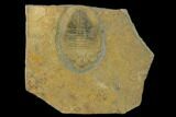 Ogygiocarella Trilobite Fossil - Wales, Great Britain #135540-1